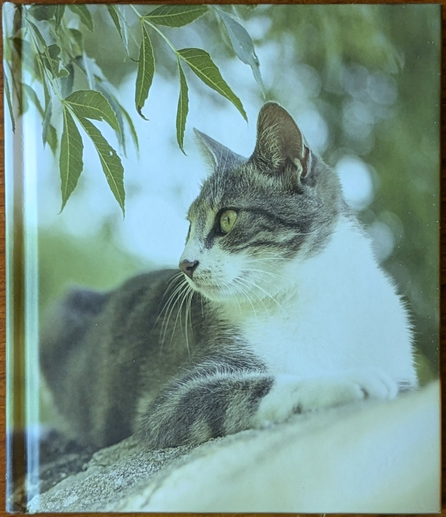 The French Cat by Rachael Hale McKenna