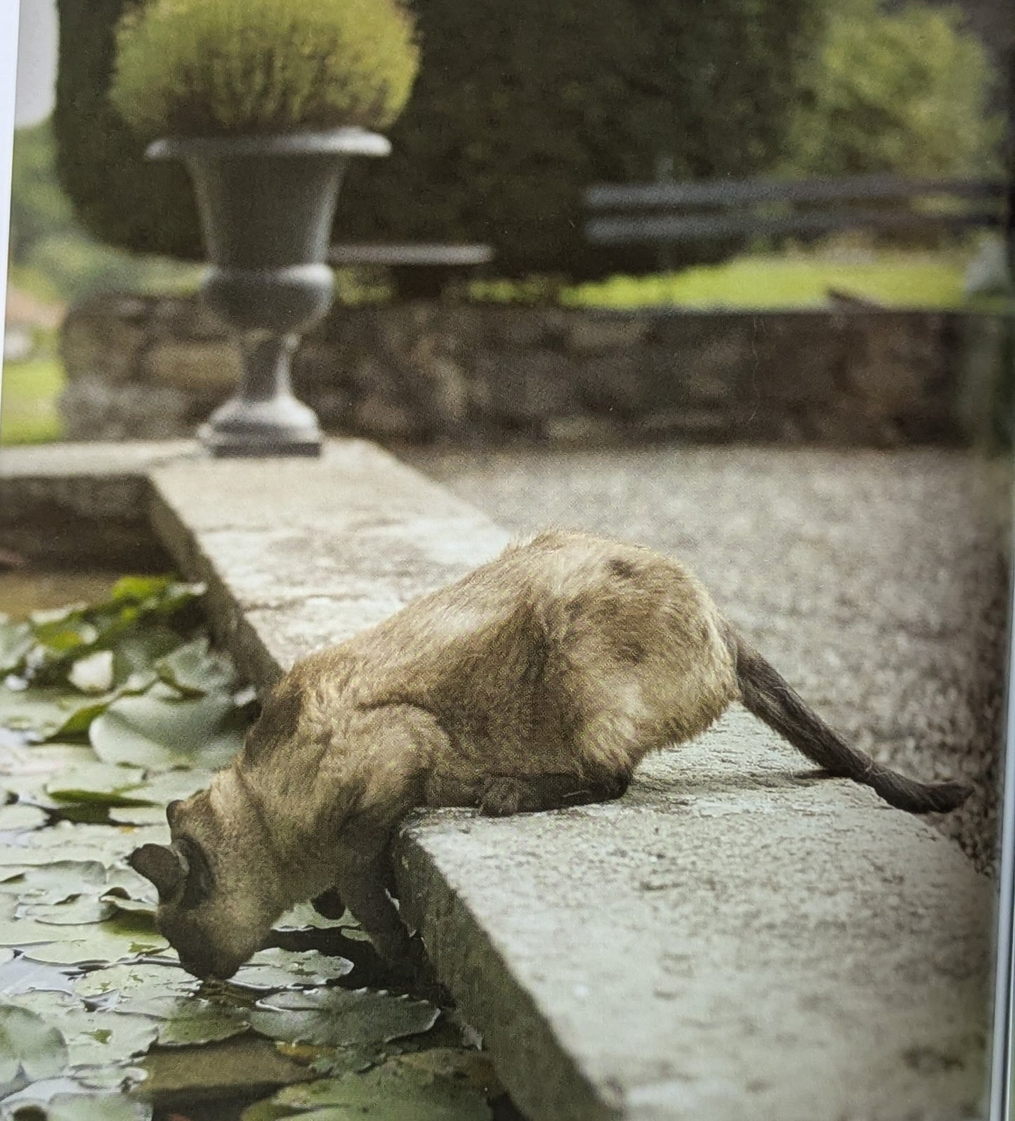 The French Cat by Rachael Hale McKenna