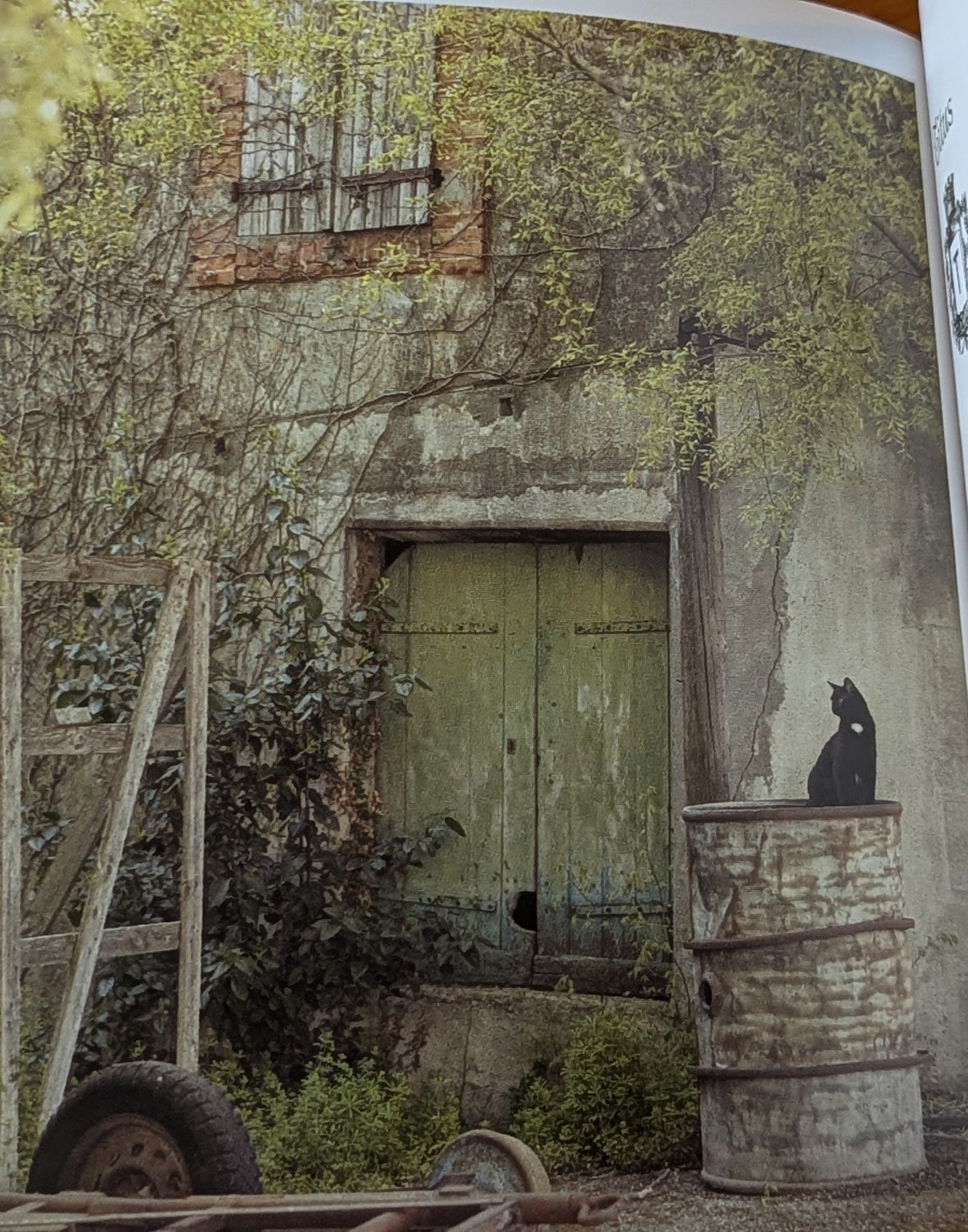 The French Cat by Rachael Hale McKenna