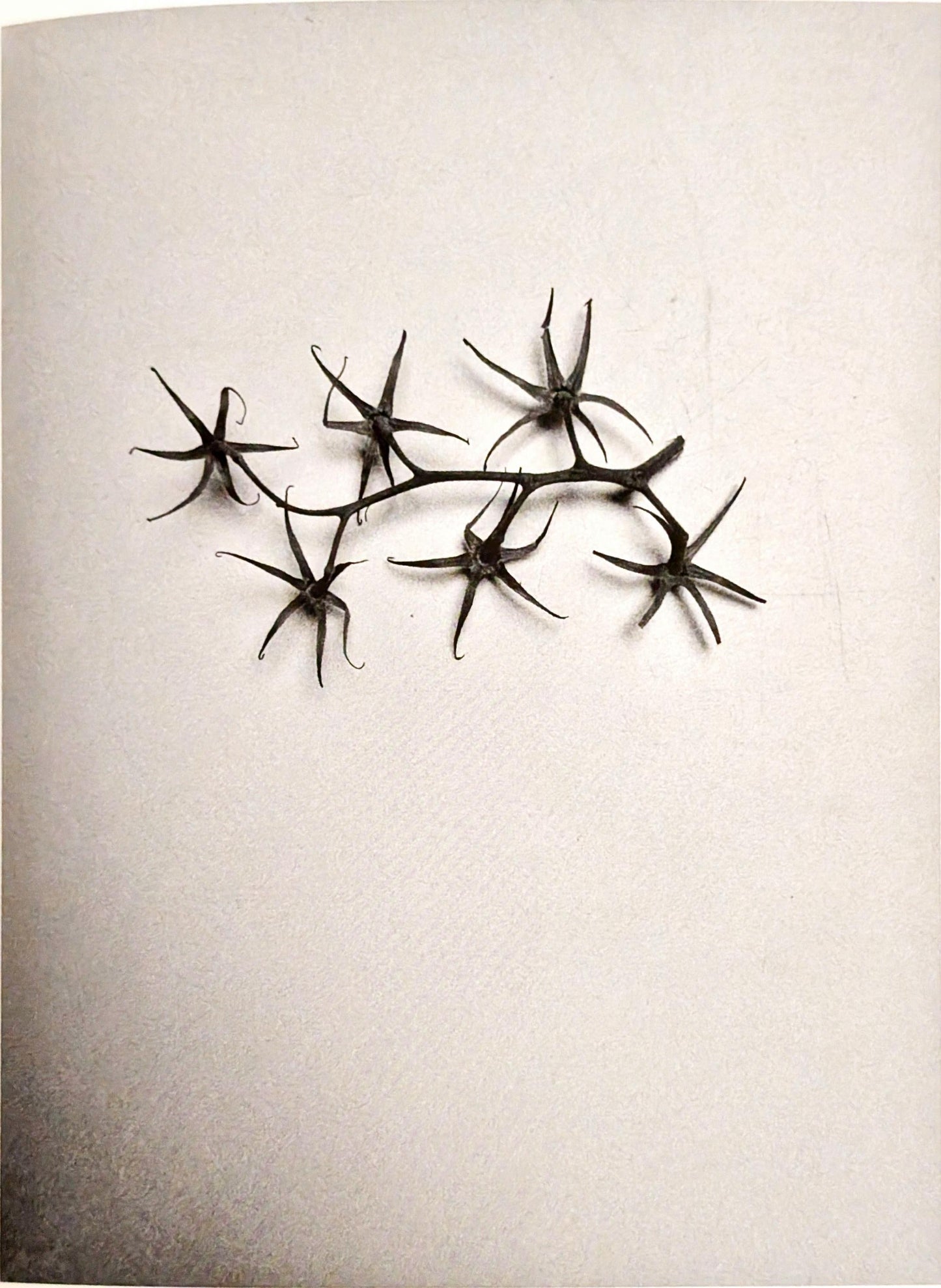 Thingness in Doubt by Therese Bolliger