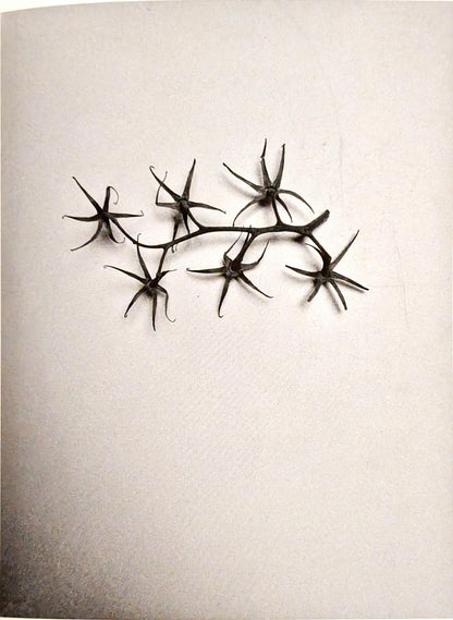 Thingness in Doubt by Therese Bolliger