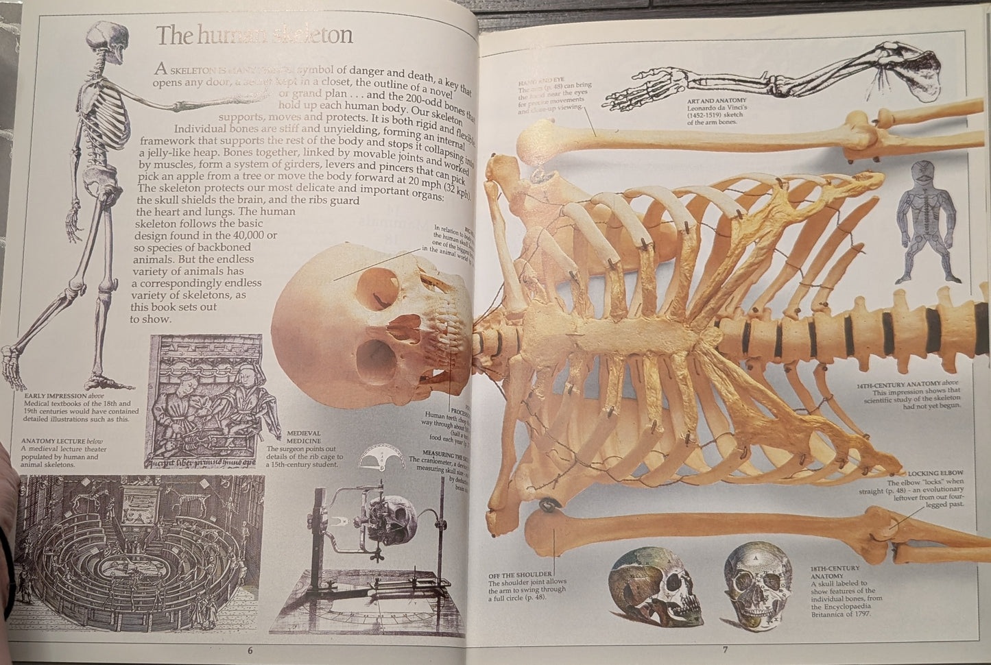 Eyewitness Books: Skeleton