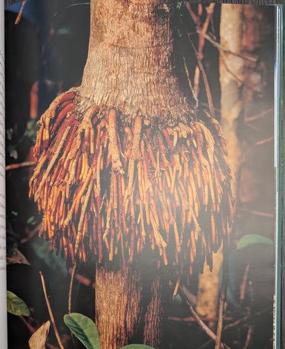 Mythic Woods: The World's Most Remarkable Forests by Jonathan Roberts