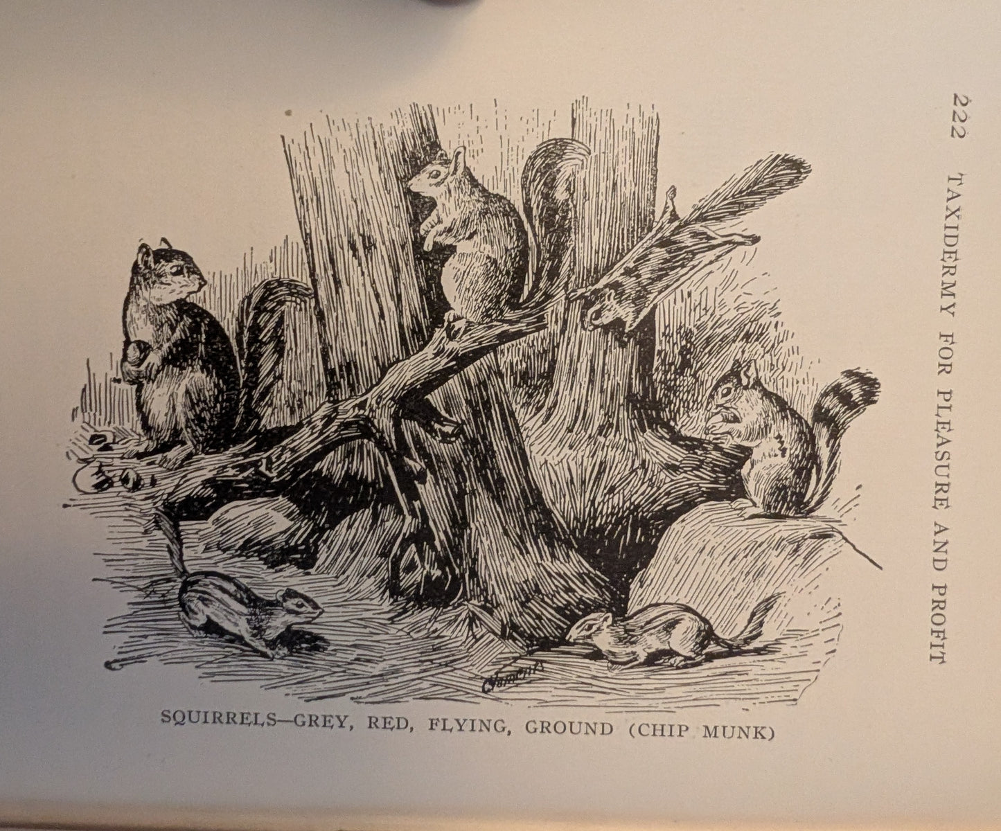 Home Taxidermy for Pleasure and Profit by Albert B. Farnham