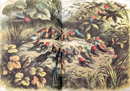 In Fairyland: A Series of Pictures from the Elf World by Richard Doyle