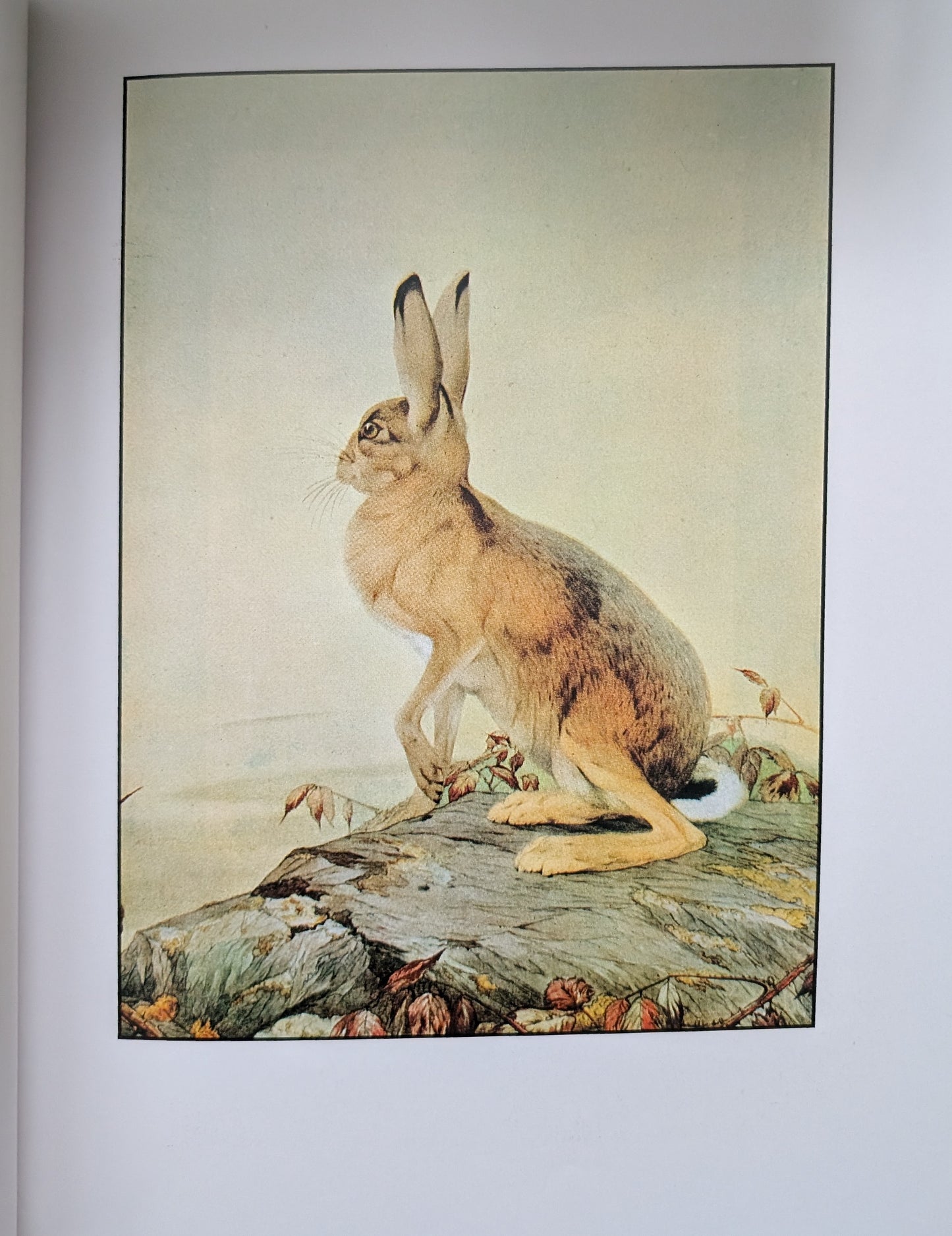 The Fantastic Creatures of Edward Julius Detmold edited by David Larkin