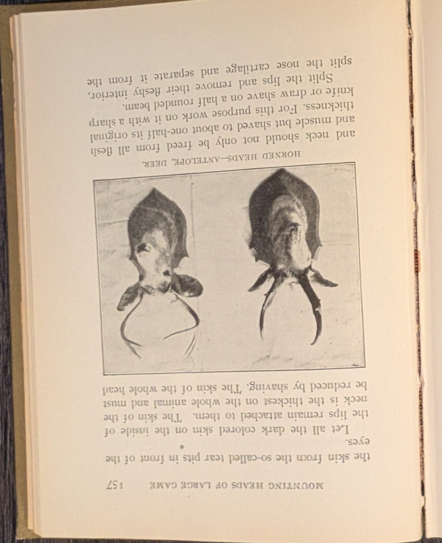 Home Taxidermy for Pleasure and Profit by Albert B. Farnham