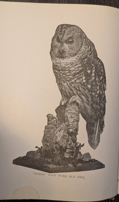 Home Taxidermy for Pleasure and Profit by Albert B. Farnham